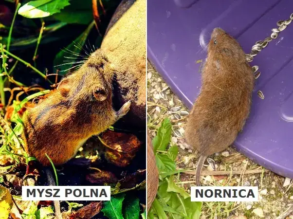 nornica i mysz porównanie